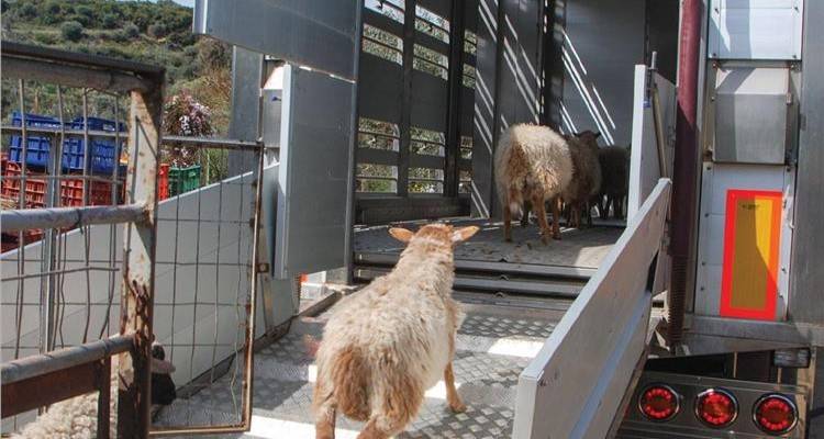&Sigma;&tau;&eta;&nu; &Pi;&omicron;&rho;&tau;&omicron;&gamma;&alpha;&lambda;ί&alpha; έ&phi;&theta;&alpha;&sigma;&alpha;&nu; &tau;&alpha; &alpha;&rho;&nu;&iota;ά &tau;&eta;&sigmaf; &Lambda;ή&mu;&nu;&omicron;&upsilon; (audio)