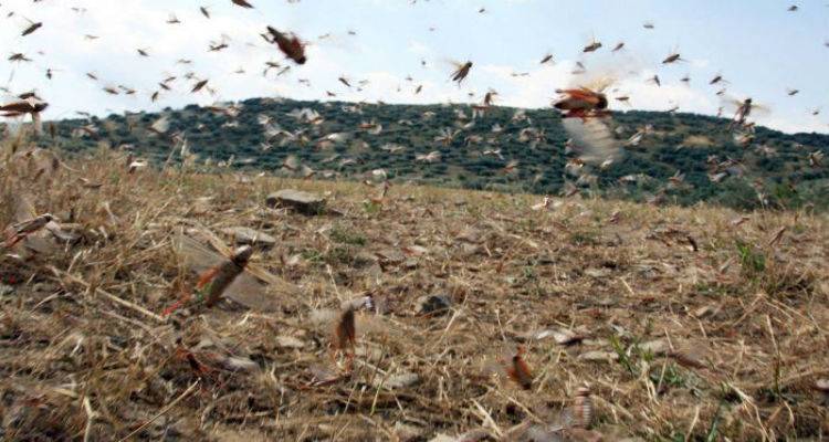 Ξεκινούν τα μέτρα πρόληψης για την αντιμετώπιση των ακριδών στη Λήμνο