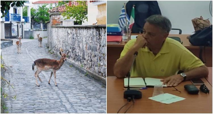Παρέμβαση της Λαϊκής Συσπείρωσης Λήμνου για τον υπερπληθυσμό των ελαφιών και τις συνέπειες στους δημότες