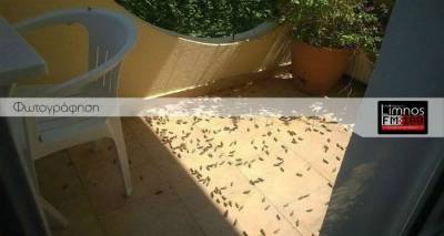 Στον οικισμό του Αγίου Ευστρατίου έφτασαν οι ακρίδες (mp3 + photos + video)