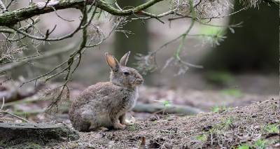 &Lambda;ή&mu;&nu;&omicron;&sigmaf;: &Epsilon;&rho;ώ&tau;&eta;&sigma;&eta; &sigma;&tau;&eta; &Beta;&omicron;&upsilon;&lambda;ή &gamma;&iota;&alpha; &tau;&alpha; &pi;&rho;&omicron;&beta;&lambda;ή&mu;&alpha;&tau;&alpha; &alpha;&pi;ό &alpha;&gamma;&rho;&iota;&omicron;&kappa;&omicron;ύ&nu;&epsilon;&lambda;&alpha;