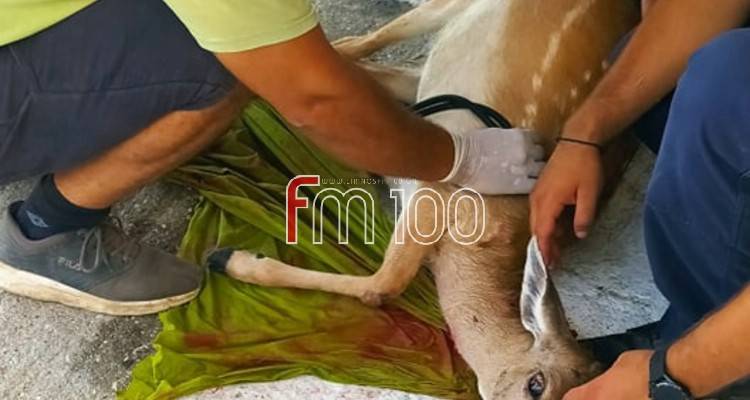Λήμνος: Έκαναν τα πάντα να σωθεί αλλά δυστυχώς δεν τα κατάφερε το τραυματισμένο πλατώνι (photos)