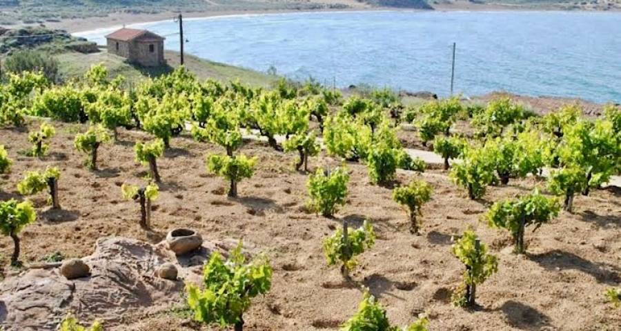 &Nu;έ&epsilon;&sigmaf; &phi;&upsilon;&tau;&epsilon;ύ&sigma;&epsilon;&iota;&sigmaf; &alpha;&mu;&pi;&epsilon;&lambda;ώ&nu;&omega;&nu; &sigma;&tau;&eta; &Lambda;ή&mu;&nu;&omicron;: &Alpha;&iota;&tau;ή&sigma;&epsilon;&iota;&sigmaf; έ&omega;&sigmaf; &tau;&iota;&sigmaf; 20 &Sigma;&epsilon;&pi;&tau;&epsilon;&mu;&beta;&rho;ί&omicron;&upsilon; &gamma;&iota;&alpha; &tau;&alpha; &delta;&iota;&kappa;&alpha;&iota;ώ&mu;&alpha;&tau;&alpha; &tau;&omicron;&upsilon; 2027