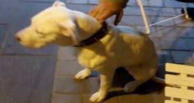 &Tau;&omicron; &sigma;&kappa;&upsilon;&lambda;ί &tau;&eta;&sigmaf; &phi;&omega;&tau;&omicron;&gamma;&rho;&alpha;&phi;ί&alpha;&sigmaf; &alpha;&nu;&alpha;&zeta;&eta;&tau;ά &tau;&omicron;&nu; &iota;&delta;&iota;&omicron;&kappa;&tau;ή&tau;&eta; &tau;&omicron;&upsilon; (photo)