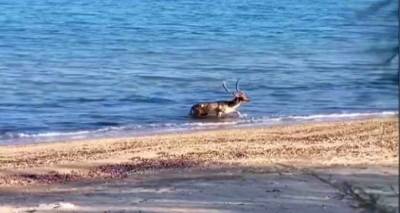 limnos-thema-stin-ert3-to-elafi-pou-ekane-banio-sti-thalassa-video