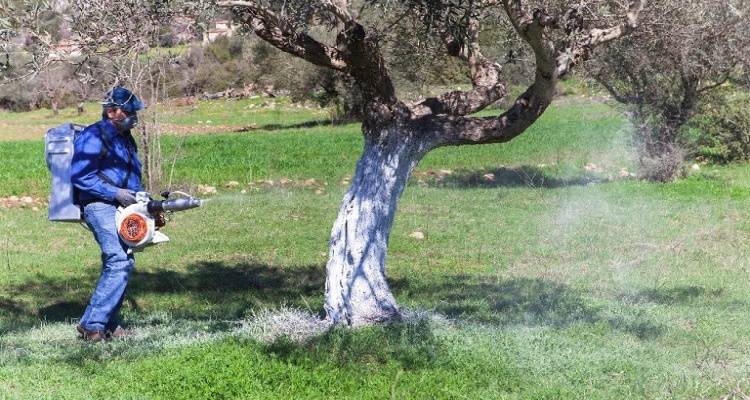 Λήμνος: Το πρόγραμμα για τον 3ο ψεκασμό δακοκτονίας