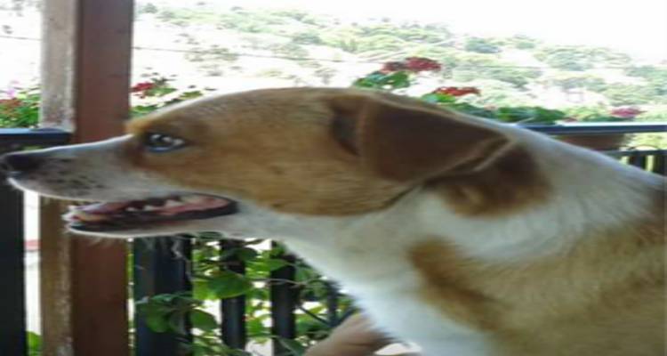 &Chi;ά&theta;&eta;&kappa;&epsilon; &sigma;&tau;&omicron;&nu; &Kappa;&omicron;&nu;&tau;&iota;ά | &Mu;&pi;&omicron;&rho;&epsilon;ί&tau;&epsilon; &nu;&alpha; &beta;&omicron;&eta;&theta;ή&sigma;&epsilon;&tau;&epsilon;;