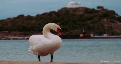 &Phi;&iota;&lambda;&omicron;&zeta;&omega;&iota;&kappa;ό &Sigma;&omega;&mu;&alpha;&tau;&epsilon;ί&omicron; &Lambda;ή&mu;&nu;&omicron;&upsilon; &gamma;&iota;&alpha; &tau;&omicron;&nu; &kappa;ύ&kappa;&nu;&omicron; &tau;&eta;&sigmaf; &Mu;ύ&rho;&iota;&nu;&alpha;&sigmaf;: &laquo;&Alpha;&pi;&epsilon;&iota;&lambda;&epsilon;ί&tau;&alpha;&iota; &eta; &zeta;&omega;ή &tau;&omicron;&upsilon;&raquo;