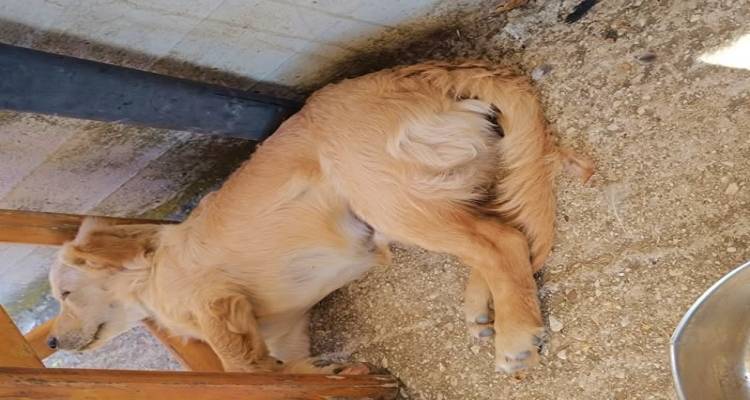 Χάθηκε σκύλος στα Λύχνα | Ακούει στο όνομα Ρόκυ