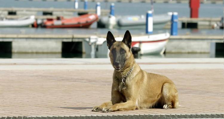 «Λαβράκι» από την ΑΑΔΕ: Φορτίο με «μπανάνες» έκρυβε 120 κιλά κοκαΐνης, αξίας άνω των 5 εκατ. ευρώ