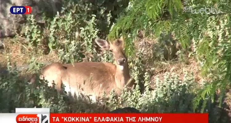 &Tau;&alpha; &laquo;&kappa;ό&kappa;&kappa;&iota;&nu;&alpha;&raquo; &epsilon;&lambda;ά&phi;&iota;&alpha; &tau;&eta;&sigmaf; &Lambda;ή&mu;&nu;&omicron;&upsilon; &sigma;&tau;&eta;&nu; &Epsilon;&Rho;&Tau; (video)