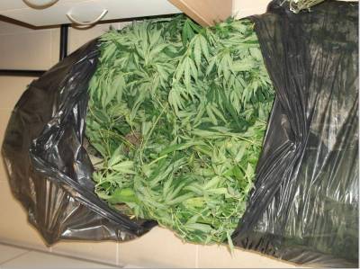 Σύλληψεις Λημνιών για καλλιέργεια και κατοχή κάνναβης - Κατασχέθηκαν 7 δενδρύλλια κάνναβης