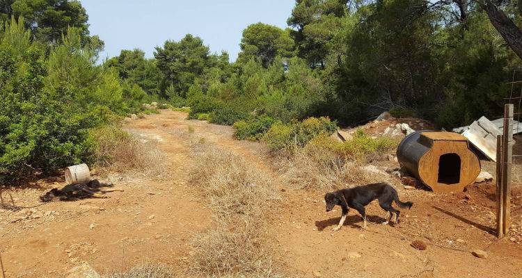 Φιλοζωικό Σωματείο Λήμνου: «Καλούμε τους κτηνοτρόφους να αναθεωρήσουν τις απόψεις τους για τα ζώα-φύλακες»