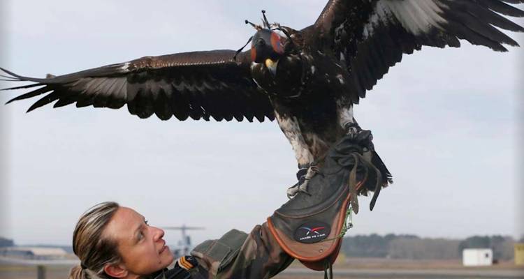 &Tau;&eta; &phi;ύ&sigma;&eta; &epsilon;&pi;&iota;&sigma;&tau;&rho;&alpha;&tau;&epsilon;ύ&omicron;&upsilon;&nu; &omicron;&iota; &Gamma;ά&lambda;&lambda;&omicron;&iota;: &Chi;&rho;&upsilon;&sigma;&alpha;&epsilon;&tau;&omicron;ί &epsilon;&nu;&alpha;&nu;&tau;ί&omicron;&nu; &rho;&omega;&sigma;&iota;&kappa;ώ&nu; drones (photos)