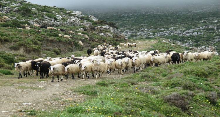 Μέτρα προστασίας από την Κτηνιατρική Υπηρεσία Λήμνου ενόψει της επιδείνωσης του καιρού
