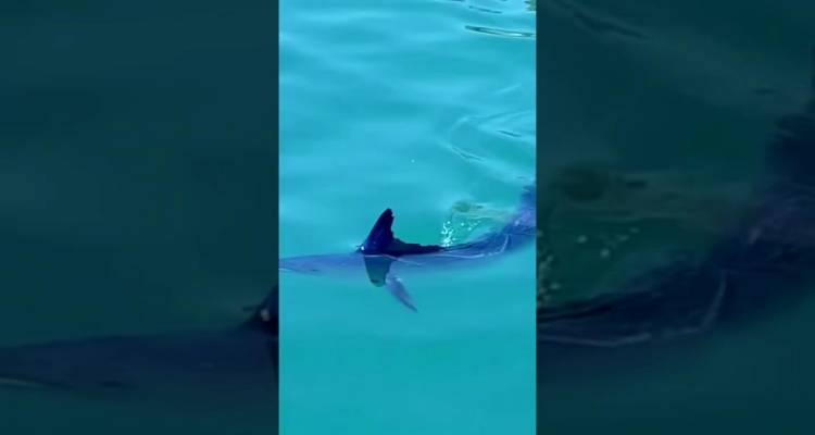 Μύρινα: «Βασιλική ζαργάνα» μπέρδεψε τους λουόμενους