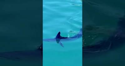 Μύρινα: «Βασιλική ζαργάνα» μπέρδεψε τους λουόμενους