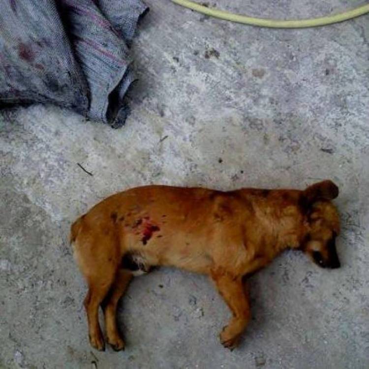 Μιχάλης Μπάκας: «Γιατί δεν συνελήφθη ο 75χρονος που σκότωσε εν ψυχρώ σκύλο στη Βρίσα;»