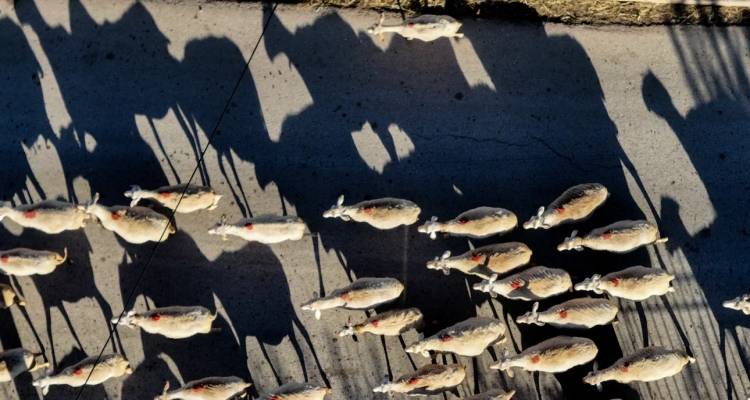 Δύο συλλήψεις για παράνομη μετακίνηση αιγοπροβάτων σε Σέρρες και Φθιώτιδα