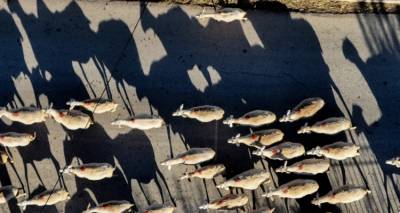 Δύο συλλήψεις για παράνομη μετακίνηση αιγοπροβάτων σε Σέρρες και Φθιώτιδα