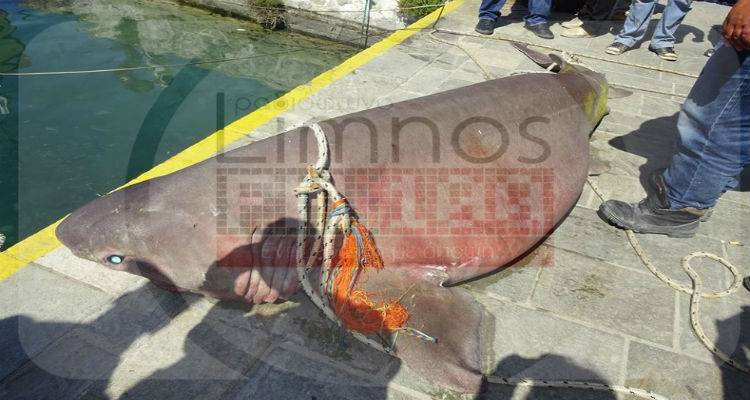 &Lambda;ή&mu;&nu;&omicron;&sigmaf;: &Tau;&epsilon;&rho;ά&sigma;&tau;&iota;&omicron;&sigmaf; &kappa;&alpha;&rho;&chi;&alpha;&rho;ί&alpha;&sigmaf; &pi;&iota;ά&sigma;&tau;&eta;&kappa;&epsilon; &sigma;&epsilon; &delta;ί&chi;&tau;&upsilon;&alpha; &psi;&alpha;&rho;ά (photos)