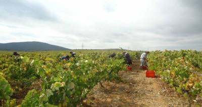 Ανακοινώθηκαν τα μέτρα προστασίας των αμπελιών της Λήμνου από το Επαρχείο του νησιού