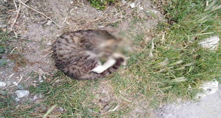 Δηλητηρίασαν γάτες στον Πλατύ