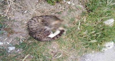 Δηλητηρίασαν γάτες στον Πλατύ