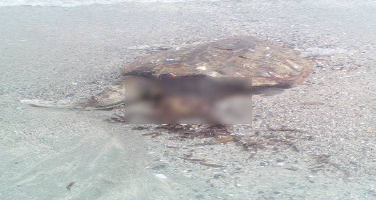 &Nu;&epsilon;&kappa;&rho;έ&sigmaf; &theta;&alpha;&lambda;ά&sigma;&sigma;&iota;&epsilon;&sigmaf; &chi;&epsilon;&lambda;ώ&nu;&epsilon;&sigmaf; &sigma;&tau;&omicron; &Kappa;έ&rho;&omicron;&sigmaf; (photos)