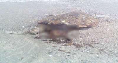 &Nu;&epsilon;&kappa;&rho;έ&sigmaf; &theta;&alpha;&lambda;ά&sigma;&sigma;&iota;&epsilon;&sigmaf; &chi;&epsilon;&lambda;ώ&nu;&epsilon;&sigmaf; &sigma;&tau;&omicron; &Kappa;έ&rho;&omicron;&sigmaf; (photos)