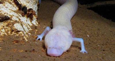 Τεμπέλικη βαλκανική σαλαμάνδρα έμεινε ακίνητη για επτά χρόνια