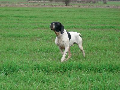 Έρχονται μέτρα κατά της λύσσας στη Λήμνο | Κυρώσεις για τους παραβάτες