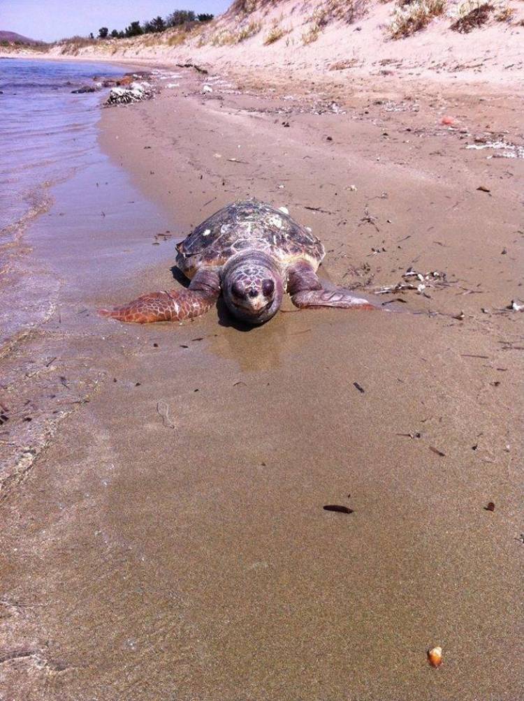 Νεκρή θαλάσσια χελώνα σε παραλία της Λήμνου (photo)