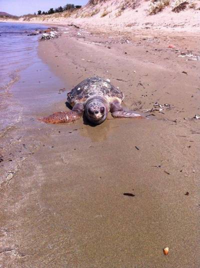 Νεκρή θαλάσσια χελώνα σε παραλία της Λήμνου (photo)