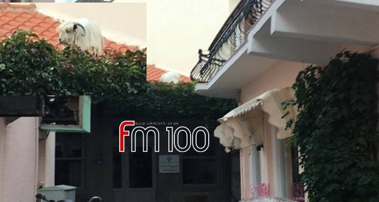 Μύρινα: Στη σκεπή καταστήματος ένας τράγος (photos)