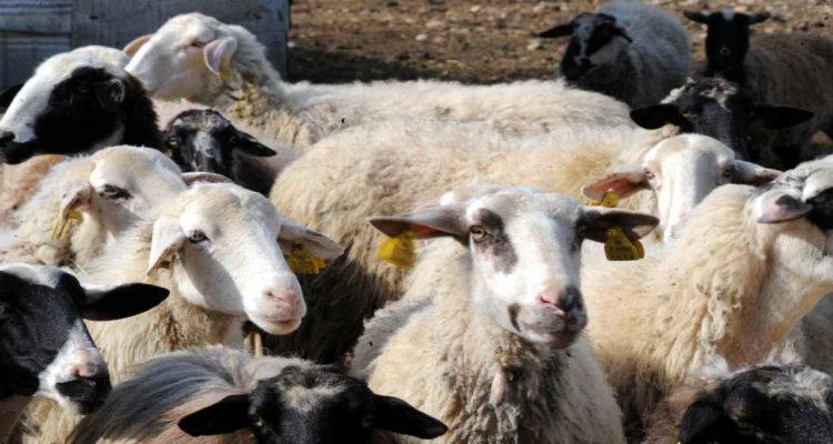 &Epsilon;&upsilon;&lambda;&omicron;&gamma;&iota;ά &sigma;&tau;&alpha; &kappa;&omicron;&pi;ά&delta;&iota;&alpha; &tau;&eta;&sigmaf; &Lambda;έ&sigma;&beta;&omicron;&upsilon; | &Tau;&iota; &pi;&rho;έ&pi;&epsilon;&iota; &nu;&alpha; &pi;&rho;&omicron;&sigma;έ&xi;&omicron;&upsilon;&nu; &omicron;&iota; &kappa;&tau;&eta;&nu;&omicron;&tau;&rho;ό&phi;&omicron;&iota; &tau;&eta;&sigmaf; &Lambda;ή&mu;&nu;&omicron;&upsilon;; (mp3)