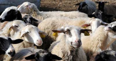 &Epsilon;&upsilon;&lambda;&omicron;&gamma;&iota;ά &sigma;&tau;&alpha; &kappa;&omicron;&pi;ά&delta;&iota;&alpha; &tau;&eta;&sigmaf; &Lambda;έ&sigma;&beta;&omicron;&upsilon; | &Tau;&iota; &pi;&rho;έ&pi;&epsilon;&iota; &nu;&alpha; &pi;&rho;&omicron;&sigma;έ&xi;&omicron;&upsilon;&nu; &omicron;&iota; &kappa;&tau;&eta;&nu;&omicron;&tau;&rho;ό&phi;&omicron;&iota; &tau;&eta;&sigmaf; &Lambda;ή&mu;&nu;&omicron;&upsilon;; (mp3)