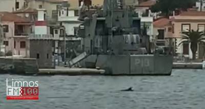 Ένα δελφίνι στο λιμάνι της Μύρινας (video)