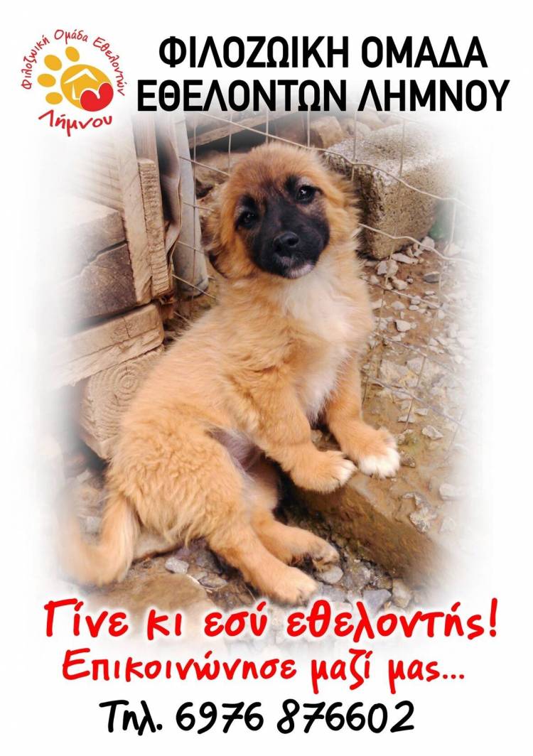 Η Φιλοζωική Ομάδα Λήμνου μας καλεί όλους να στηρίξουμε το έργο της | Την Κυριακή η πρώτη συνάντηση των εθελοντών