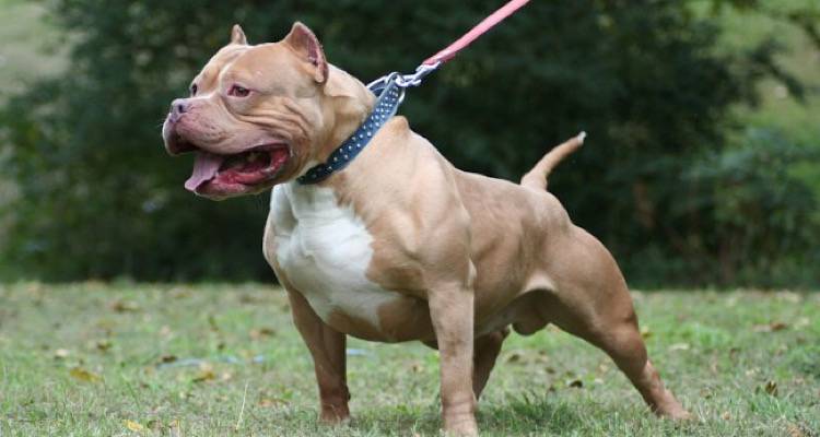 &Tau;&rho;&alpha;&gamma;&omega;&delta;ί&alpha; &sigma;&tau;&eta; &Lambda;&omicron;&upsilon;&iota;&zeta;&iota;ά&nu;&alpha;: &Pi;ί&tau;&mu;&pi;&omicron;&upsilon;&lambda; &kappa;&alpha;&tau;&alpha;&sigma;&pi;ά&rho;&alpha;&xi;&epsilon; &kappa;&omicron;&rho;&iota;&tau;&sigma;ά&kappa;&iota; 7 &epsilon;&tau;ώ&nu;