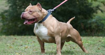 &Tau;&rho;&alpha;&gamma;&omega;&delta;ί&alpha; &sigma;&tau;&eta; &Lambda;&omicron;&upsilon;&iota;&zeta;&iota;ά&nu;&alpha;: &Pi;ί&tau;&mu;&pi;&omicron;&upsilon;&lambda; &kappa;&alpha;&tau;&alpha;&sigma;&pi;ά&rho;&alpha;&xi;&epsilon; &kappa;&omicron;&rho;&iota;&tau;&sigma;ά&kappa;&iota; 7 &epsilon;&tau;ώ&nu;