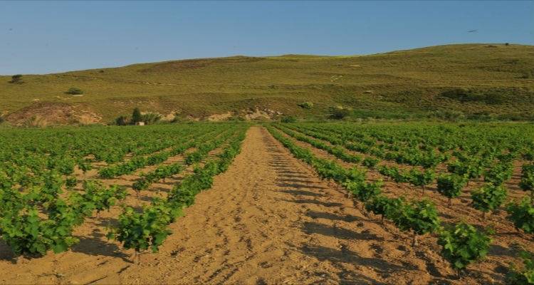 Ανάγκη για ράντισμα και πάλι στα αμπέλια της Λήμνου