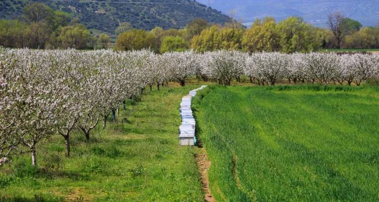 Αναστολή αδειών και χρηματικά πρόστιμα σε τρεις φορείς πιστοποίησης | Παρατυπίες με ελληνικά βιολογικά προϊόντα