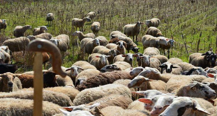 Νέες πληρωμές από τον ΟΠΕΚΕΠΕ