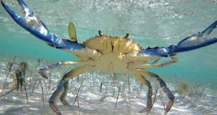 &Pi;&lambda;&eta;&mu;&mu;ύ&rho;&iota;&sigma;&epsilon; &mu;&pi;&lambda;&epsilon; &kappa;&alpha;&beta;&omicron;ύ&rho;&iota;&alpha; &tau;&omicron; &Beta;ό&rho;&epsilon;&iota;&omicron; &Alpha;&iota;&gamma;&alpha;ί&omicron;