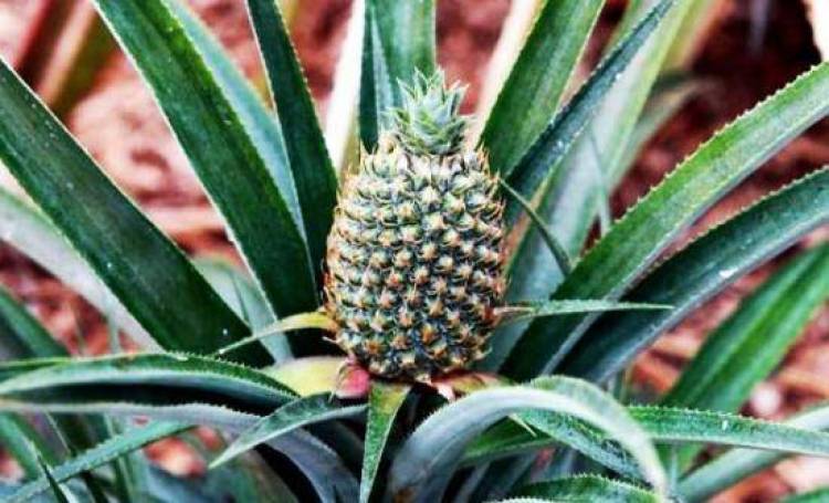 Το ακριβότερο φρούτο στον κόσμο!