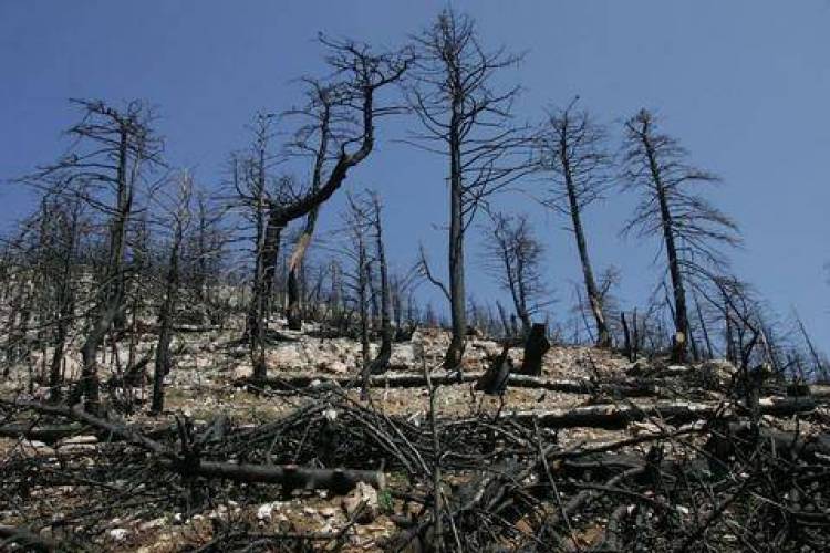 233.929 &sigma;&tau;&rho;έ&mu;&mu;&alpha;&tau;&alpha; έ&kappa;&alpha;&psi;&alpha;&nu; &omicron;&iota; &pi;&upsilon;&rho;&kappa;&alpha;&gamma;&iota;έ&sigmaf;