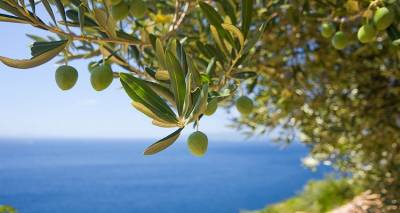 Δακοκτονία στη Μύρινα στις 8 Ιουλίου | Δηλώσεις συμμετοχής έως τις 6 Ιουλίου