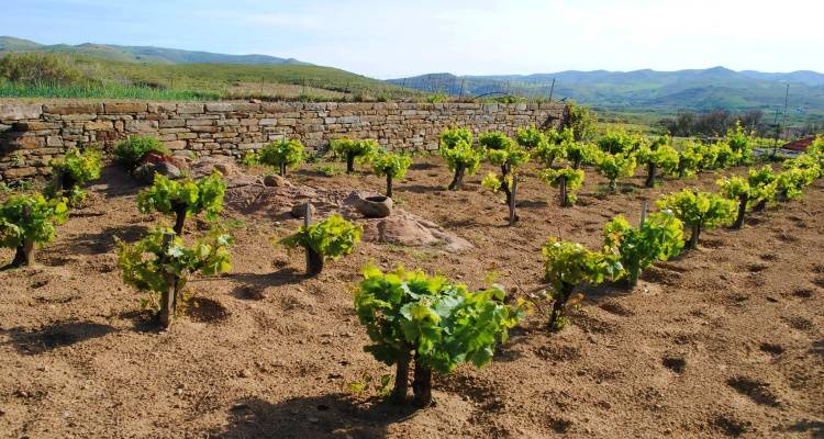 Λήμνος: Ξεκινάει η φυτοπροστασία των αμπελιών | Επίσημες οδηγίες