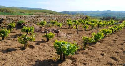 limnos-ksekinaei-i-fytoprostasia-ton-ampelion-episimes-odigies